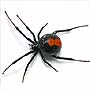 Red Back Spider