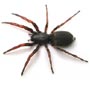 White Tail Spider 