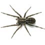 Link to Wolf Spider